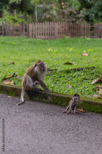 Monkey and baby monkey  © Younes