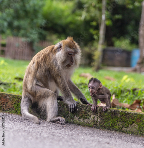 Monkey and baby monkey 
