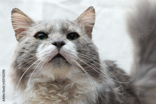 Homeless grey and white cat portreit photo