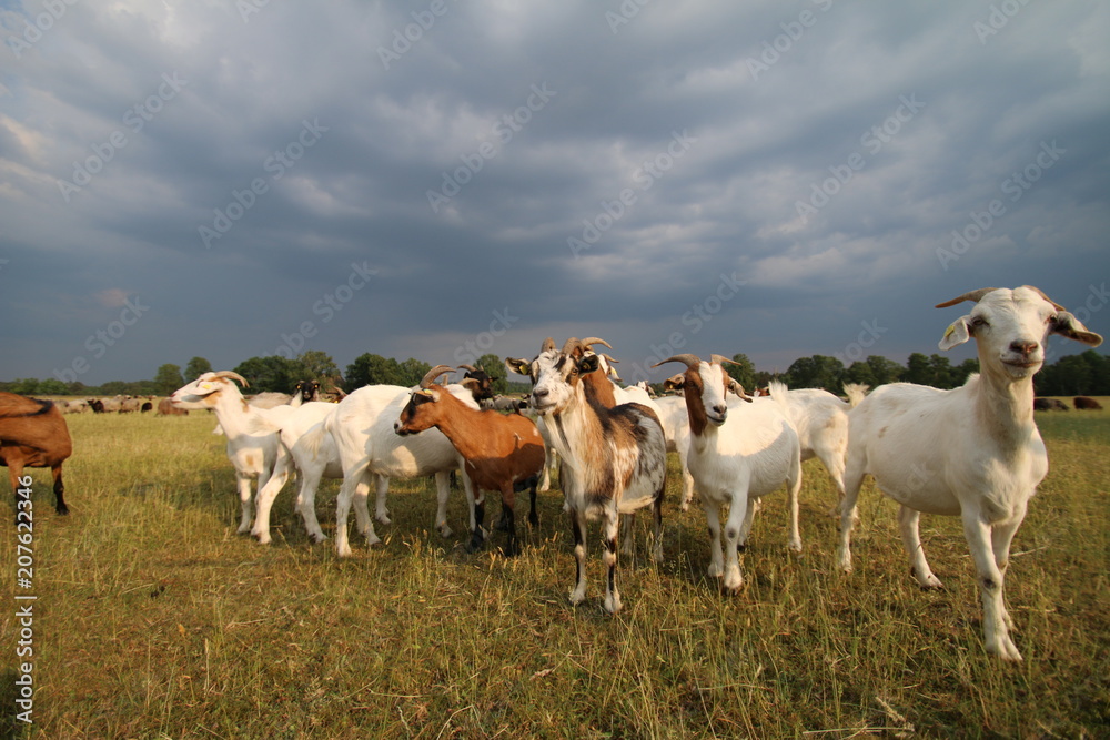 Ziegenherde unter stürmischen Wolken Ziegenherde unter stürmischen Wolken
