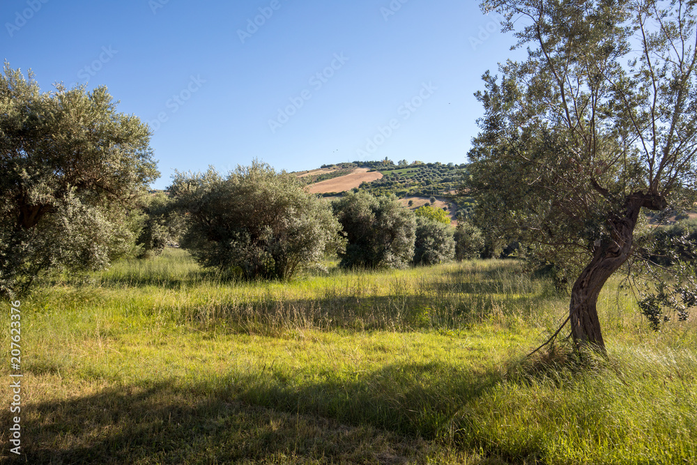 Obraz premium view of olive groves on rolling hills of Abruzzo. Italy