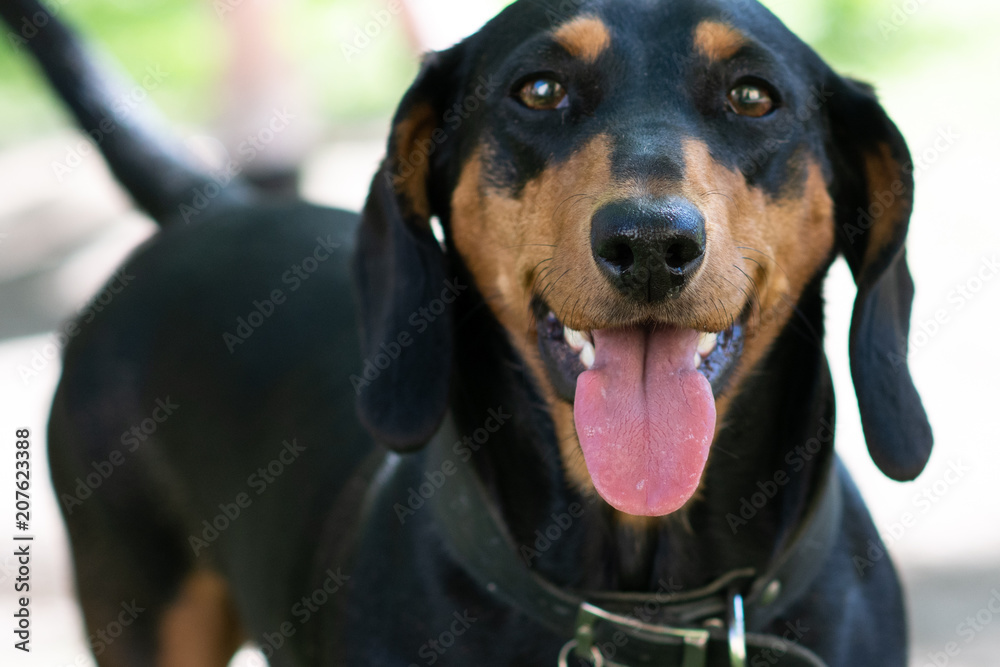 Happy black and tan short-haired dachshund in the park. close-up view with blur