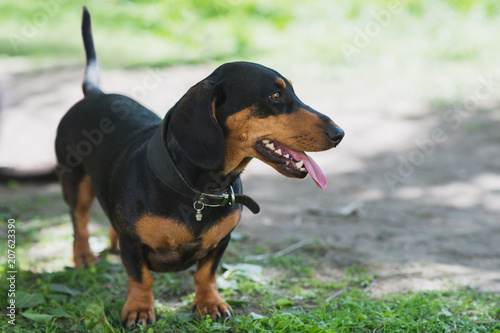 Happy black and tan short-haired dachshund in the park