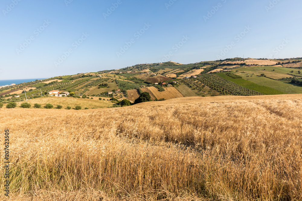 Panoramic view of olive groves and farms on rolling hills of Abruzzo. Italy