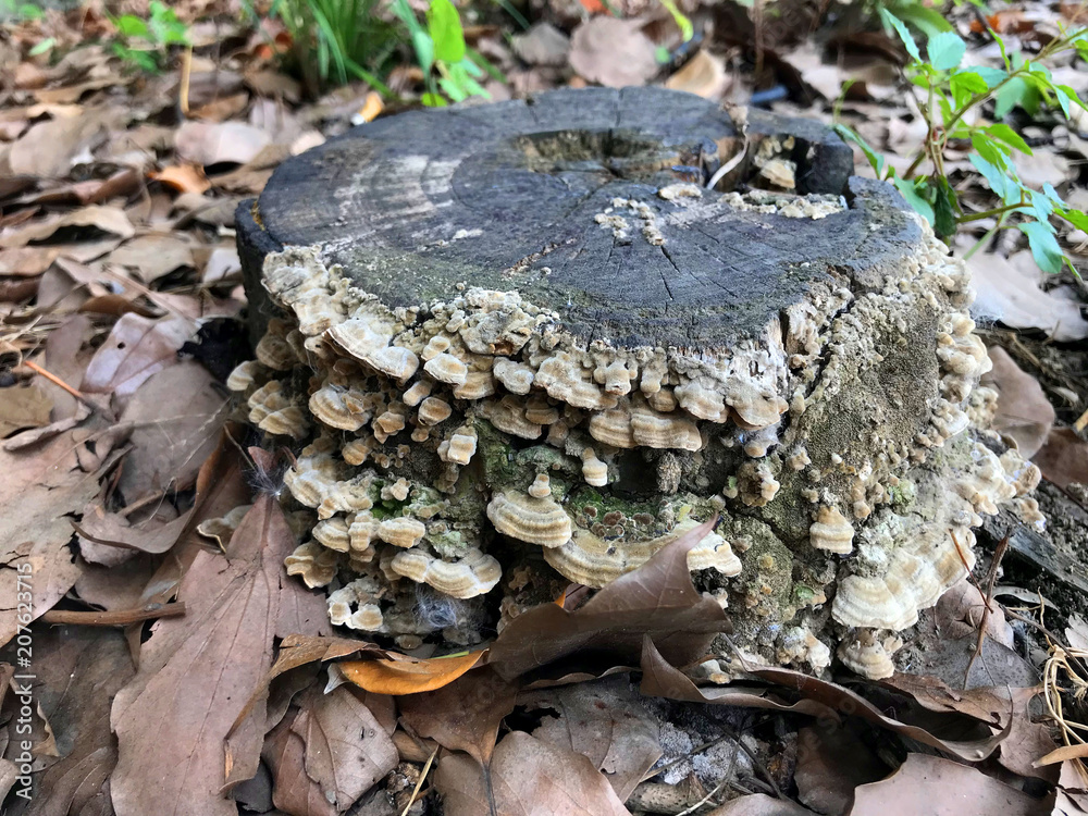 a trunk with fungus.