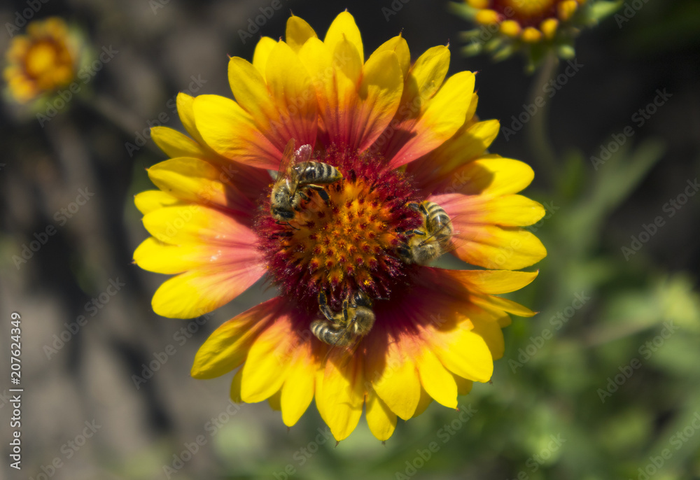 Three honey bees gather nectar from one gaillardia flower Three honey bees gather nectar from one gaillardia flower
