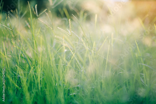 White flowers with grass background