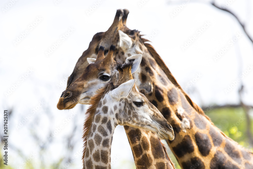 Obraz premium GIraffe portrait in Sabi Sands Game Reserve, part of the Greater Kruger Region, in South Africa