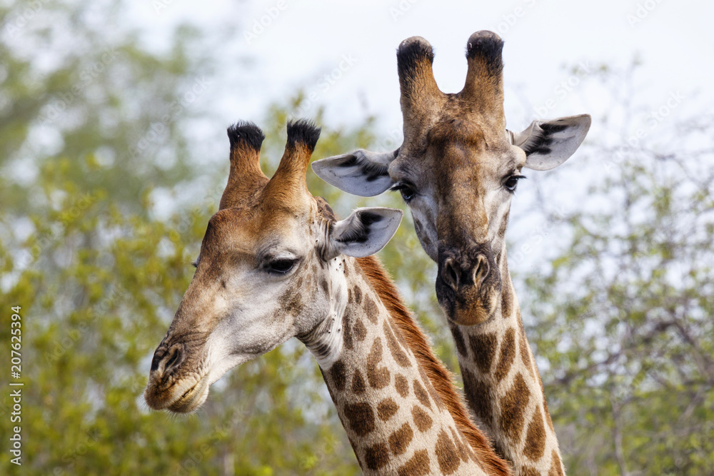 GIraffe portrait in Sabi Sands Game Reserve, part of the Greater Kruger Region, in South Africa GIraffe portrait in Sabi Sands Game Reserve, part of the Greater Kruger Region, in South Africa