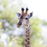 GIraffe portrait in Sabi Sands Game Reserve, part of the Greater Kruger Region, in South Africa