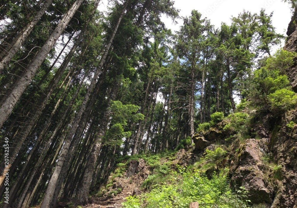 Bäume nahe Triberg, Deutschland Bäume nahe Triberg, Deutschland
