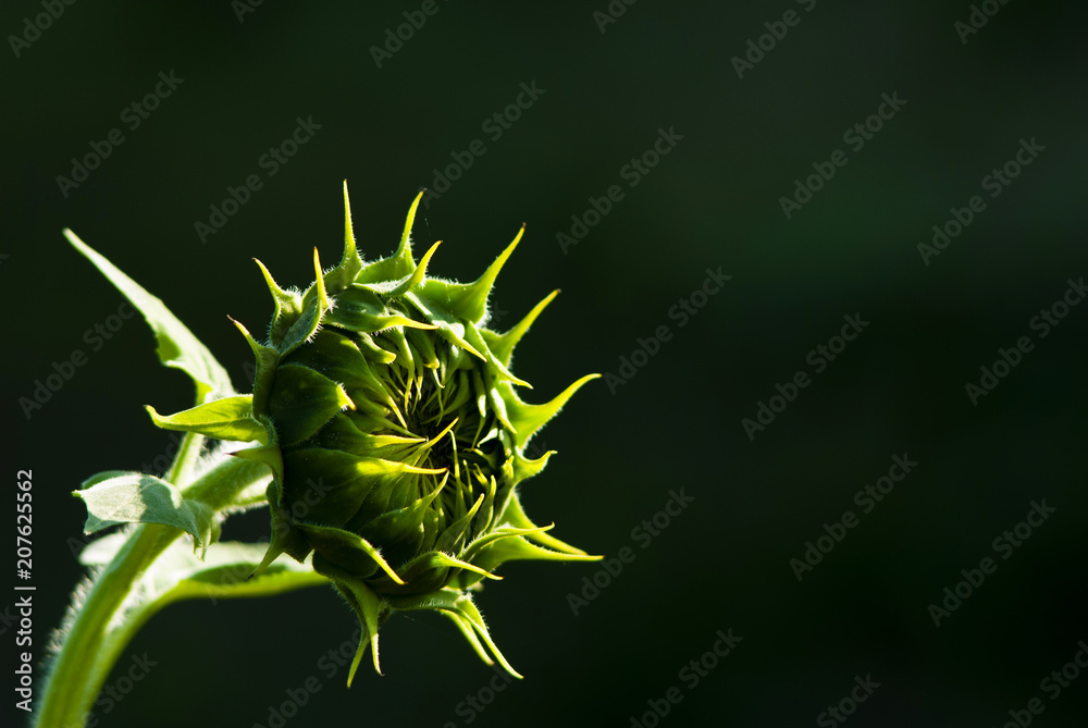 sunflower plant growing flower heads sunflower plant growing flower heads
