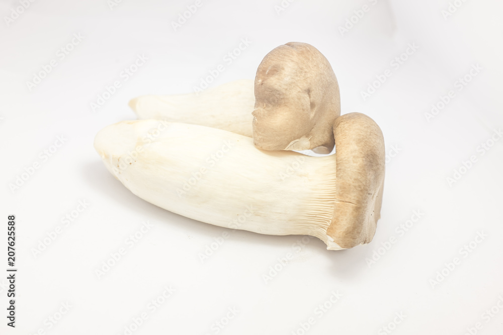 mushrooms isolated on white background mushrooms isolated on white background