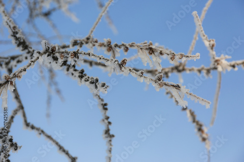 Snow-cowered pine branches with cone. Winter blur background. Frost tree. © anya babii