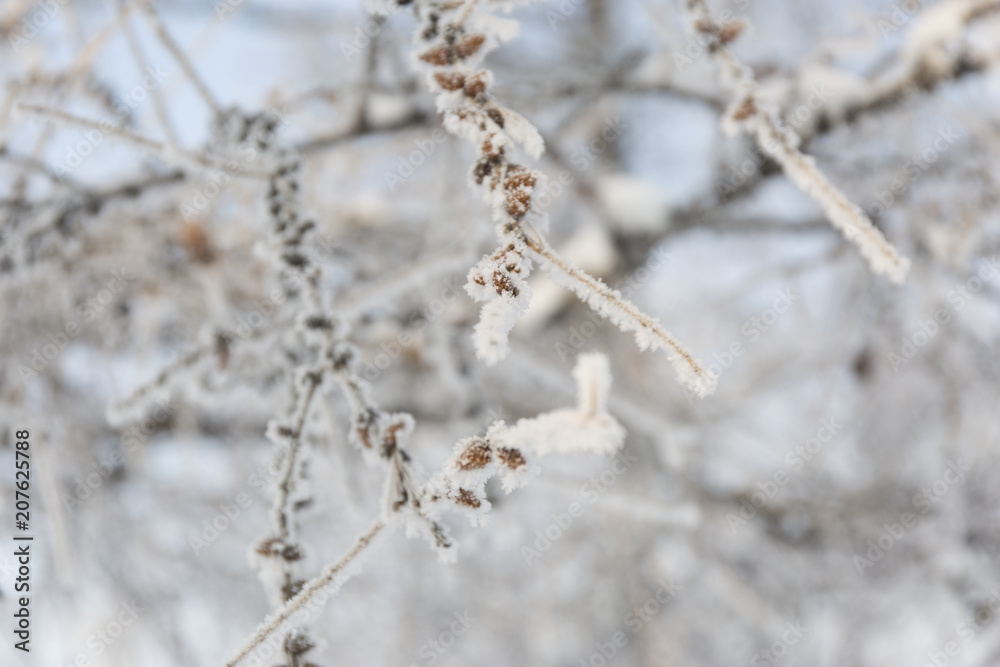 Snow-cowered pine branches with cone. Winter blur background. Frost tree. Snow-cowered pine branches with cone. Winter blur background. Frost tree.