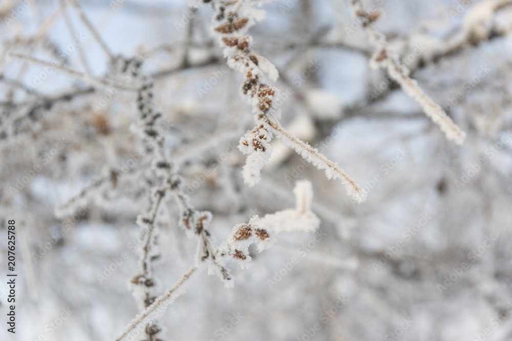 Snow-cowered pine branches with cone. Winter blur background. Frost tree.