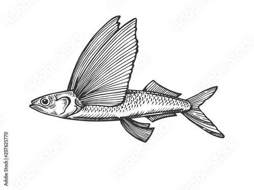 Fotografiet Flying fish engraving vector illustration