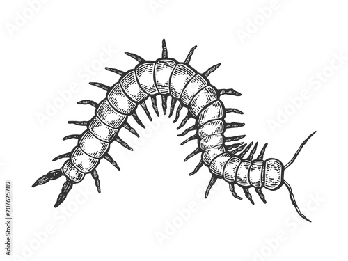 Scolopendra insect engraving vector illustration
