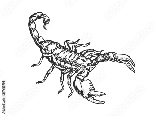 Scorpio engraving vector illustration