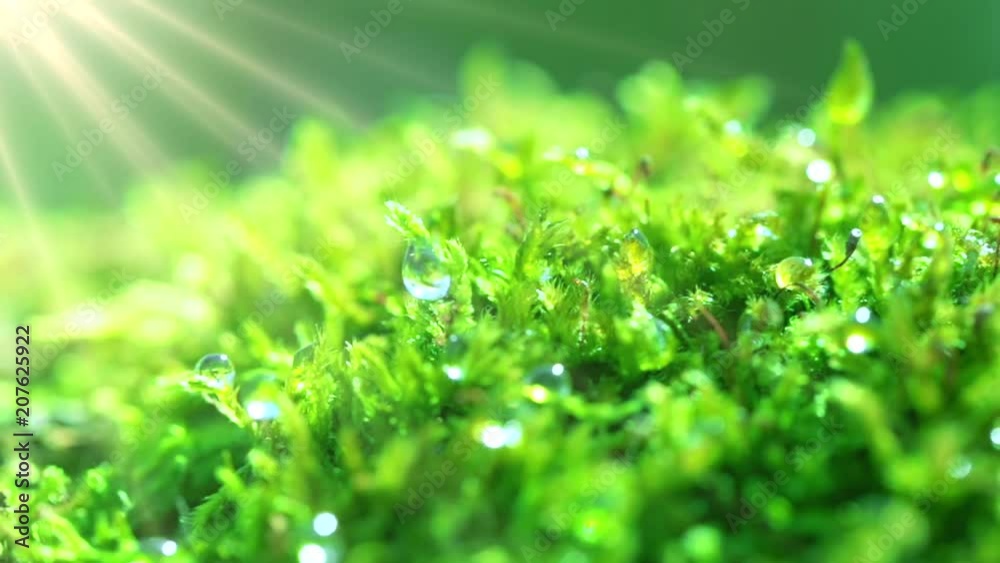 The sun's rays falling into the lens. Shot macro plan green moss with raindrops, a dew of the morning. The sun's rays falling into the lens. Shot macro plan green moss with raindrops, a dew of the morning.