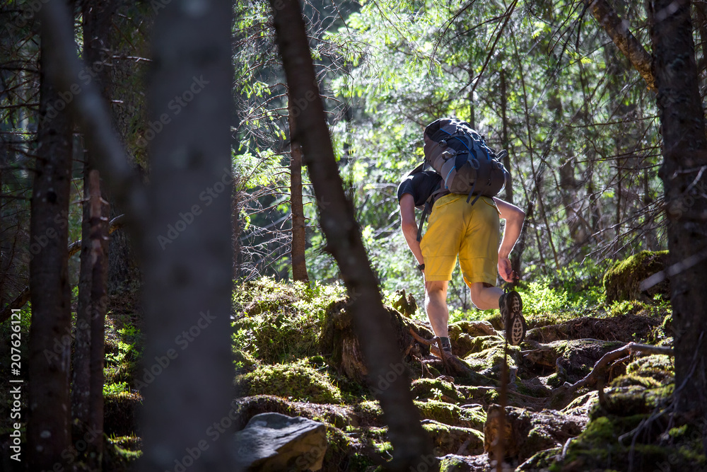 Hiker on a trail in a wood Hiker on a trail in a wood