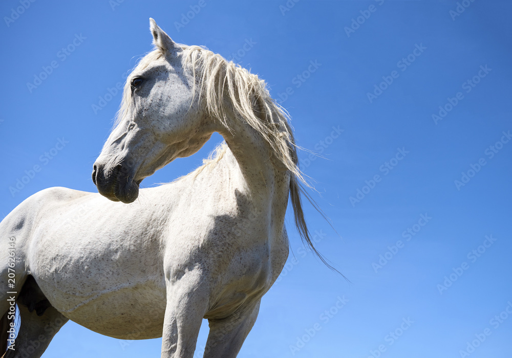 Naklejka premium A beautiful white horse in profile against a blue sky