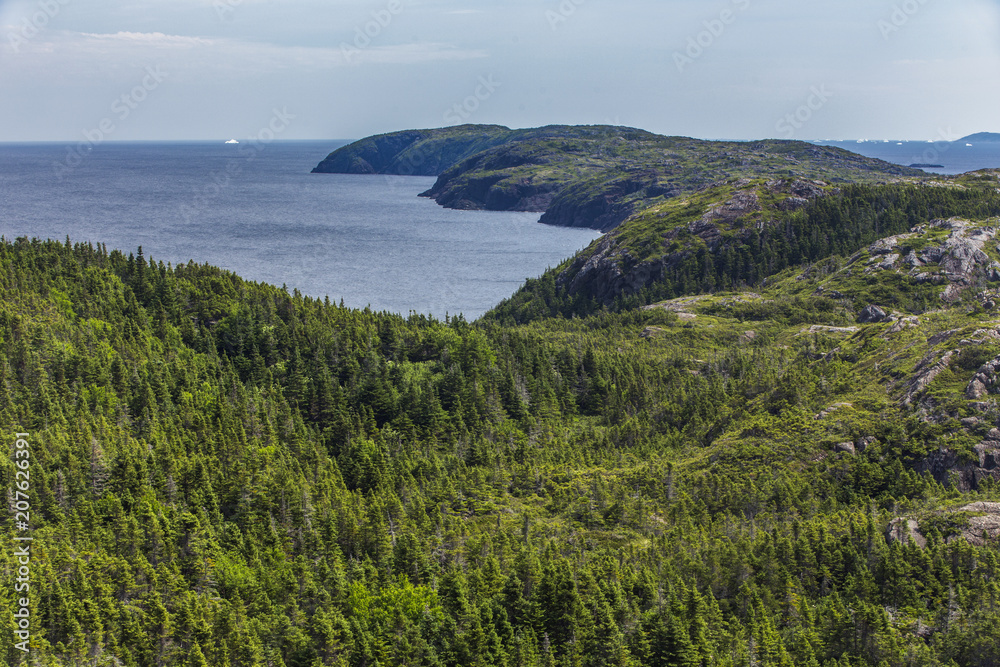 view of New World Island from Pike's Arm, Newfoundland; evergreen forest