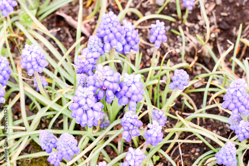 Top view of little blue muscaries flowers in the garden,Japan Top view of little blue muscaries flowers in the garden,Japan