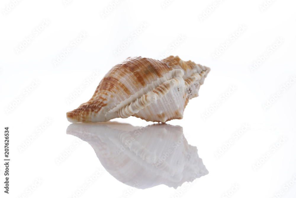 close up of a seashell on white background close up of a seashell on white background
