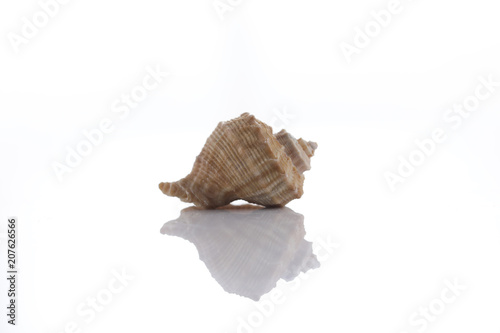 close up of a seashell on white background