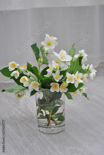jasmine flowers in the glass