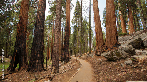 Sunset in Sequoia national park in California, USA