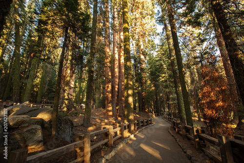 Sunset in Sequoia national park in California, USA