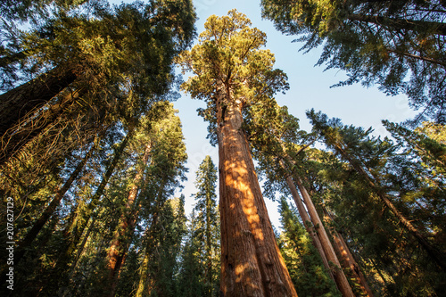 Sunset in Sequoia national park in California, USA