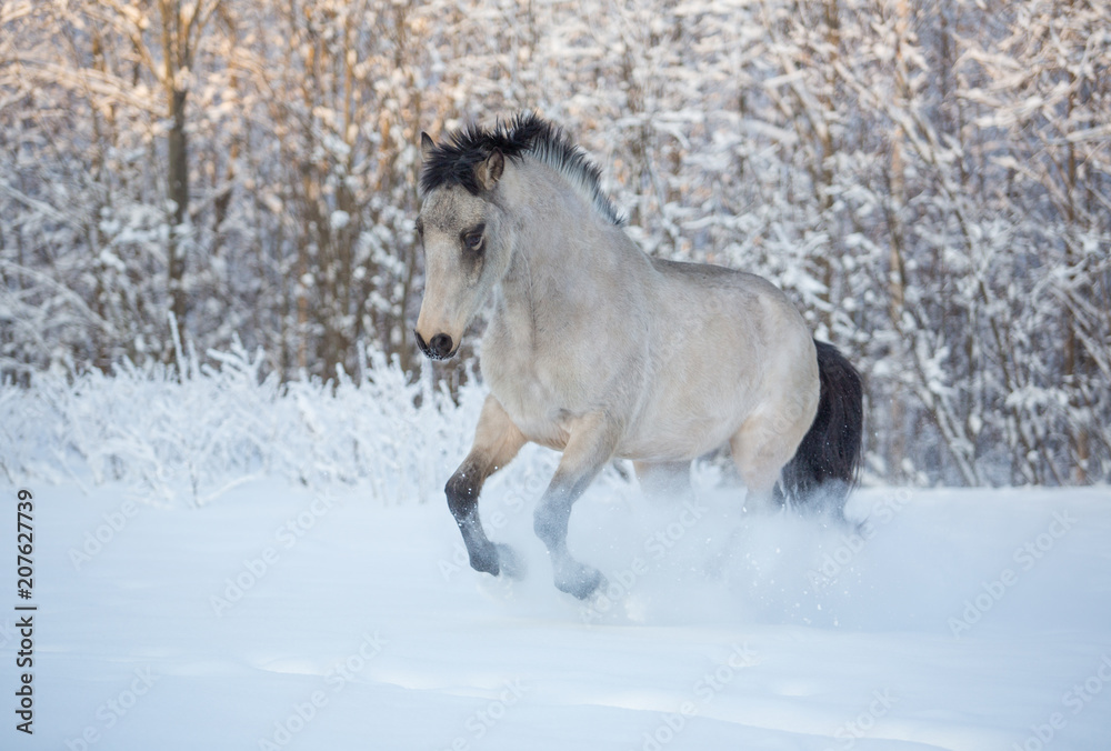The stallion is sporting in the winter forest The stallion is sporting in the winter forest