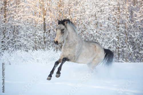  The stallion is sporting in the winter forest
