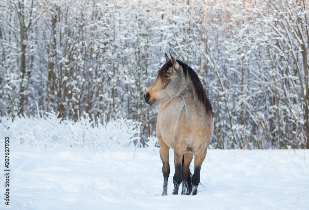 Naklejka premium Stallion in the winter forest