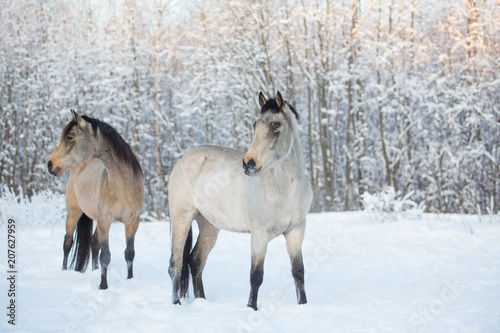 Horses in the winter forest