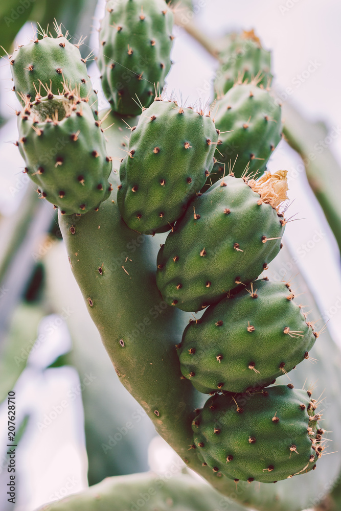 Pricly plant opuntia with growing fruits in tropical climate. Another name Indian fig. Pricly plant opuntia with growing fruits in tropical climate. Another name Indian fig.