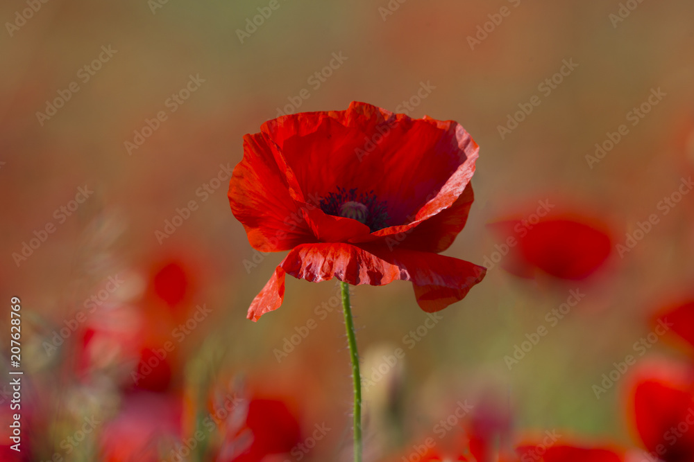 Poppy flower or papaver rhoeas poppy with the light Poppy flower or papaver rhoeas poppy with the light