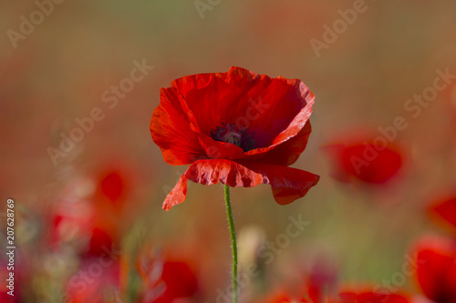 Poppy flower or papaver rhoeas poppy with the light