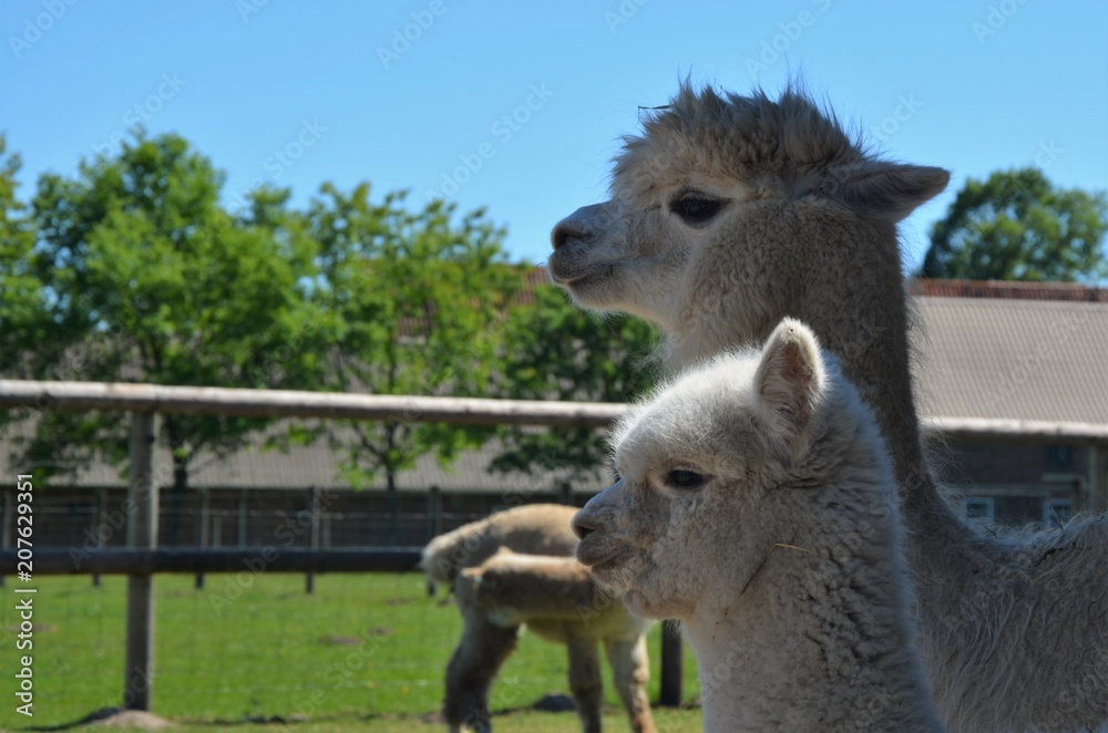 Obraz premium Alpaka duo