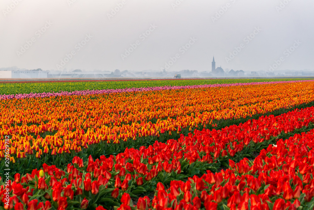 Beautiful tulips fields in the Netherlands in spring under a sunrise sky, Amsterdam, Netherlands