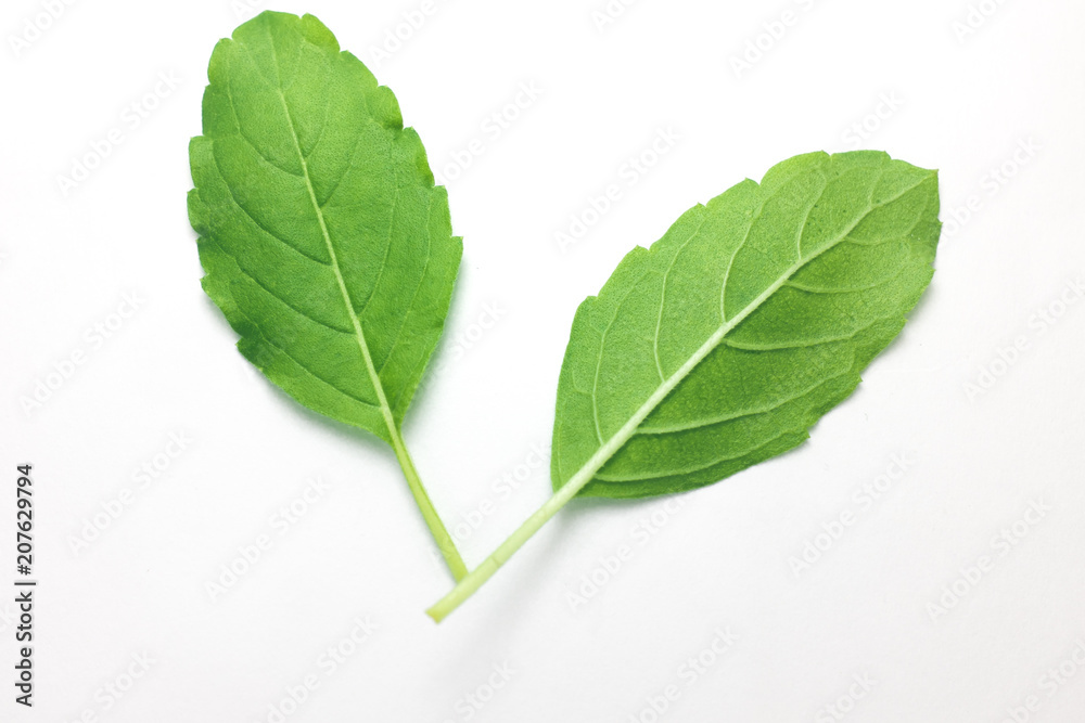 Obraz premium Plants 