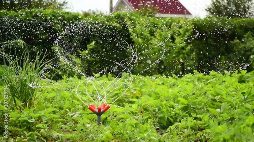 Sprinkler in the garden watering plants
