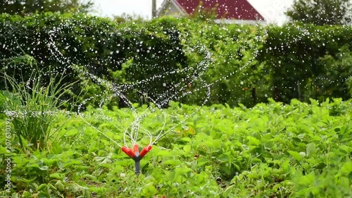 Sprinkler in the garden watering plants. Slowmotion
