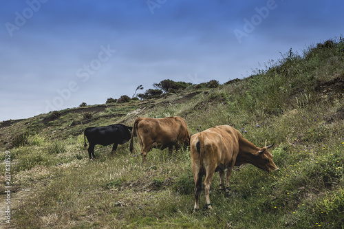 free cows in the field © Eduardo Lopez