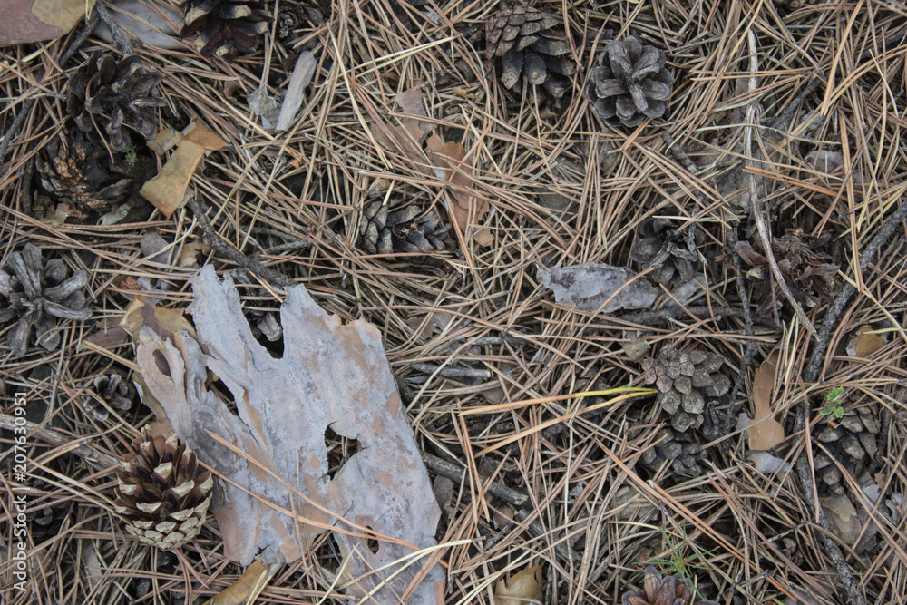 Texture of forest ground covered in pine needles with fallen pine cones