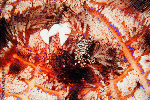 Zebra crab, Zebrida adamsii, and snails on a fire urchin, Asthenosoma varium, Flores, Indonesia. photo
