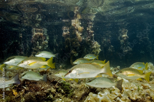 Dog snappers, Lutjanus jocu, under mangrove roots, Tobacco Cay Belize.